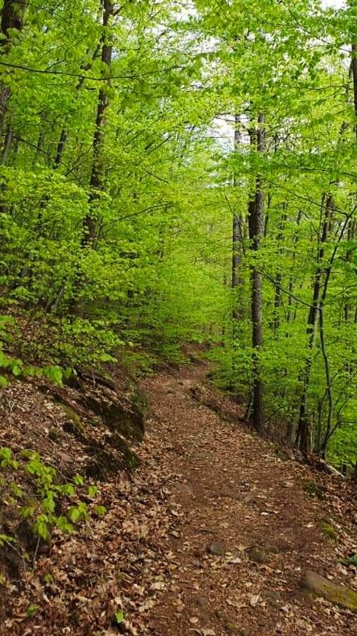 Ferienwohnungen Im Herzen Des Pfaelzerwaldes Elmstein Luaran gambar